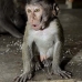 monkey_macaque_balinese_mf_ubud_v_0468_bal0470.jpg